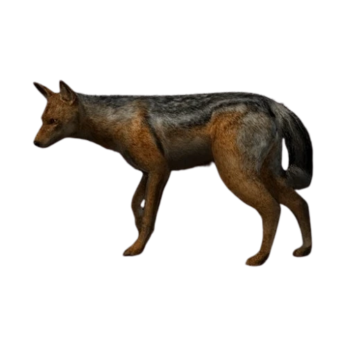 Side-Striped Jackal
